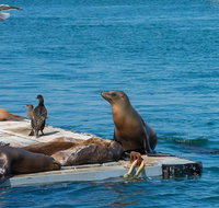 San Diego Shore Excursion San Diego Seal Tour - Accommodation Chicago