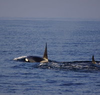 San Diego Whale Watching Cruise - Accommodation Chicago