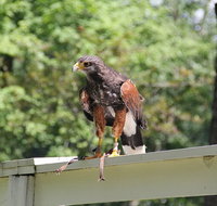 Colorado Springs Hands-On Falconry Class and Demonstration - Accommodation Chicago
