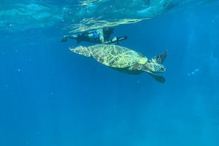 E-Scooter Snorkel With Photo And Video At Turtle Town - thumb 0