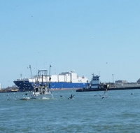 Dolphin Sightseeing Tour in Galveston with a Guide - Accommodation Chicago