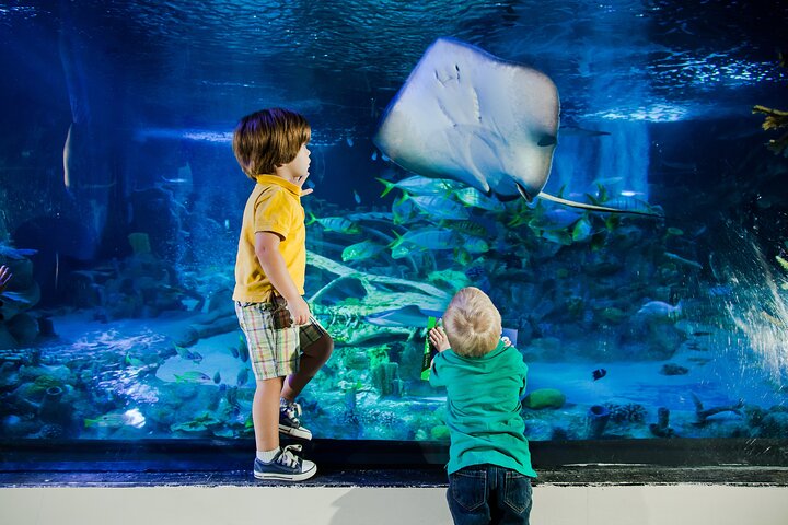SEA LIFE San Antonio Admission Ticket - thumb 4