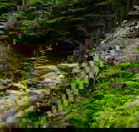 Sea Kayak and Mountain Bike Adventure near Olympic National Park - Accommodation Chicago