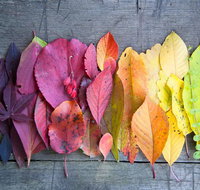Painting in Nature for GROUPS of 10-16 - Accommodation Chicago