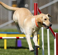 Puppy Pawty with The Nature Bus for GROUPS of 10-16 - Accommodation Chicago