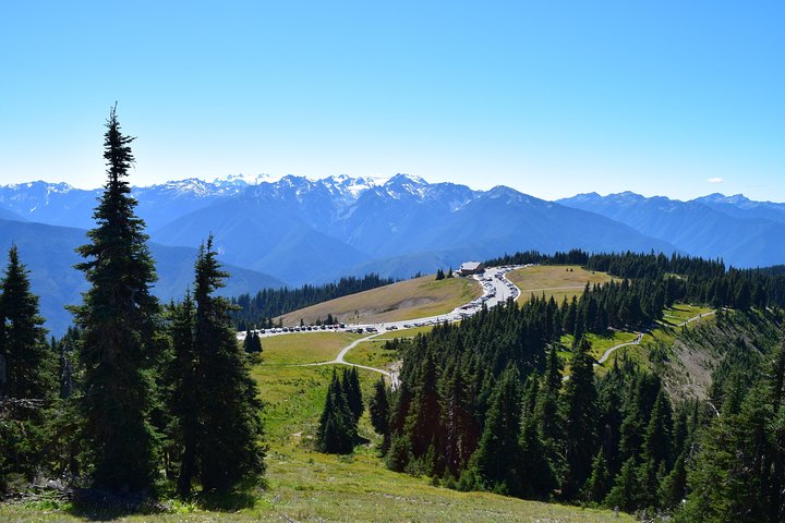 Hurricane Ridge Guided Tour In Olympic National Park - thumb 1