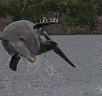 10000 Islands Excursion Small-Group 3.5 hour Dolphin  Shelling Boat Tour - Accommodation Chicago