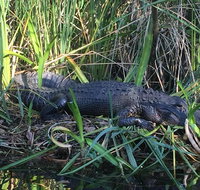Everglades Kayak Safari Adventure Through Mangrove Tunnels - Accommodation Chicago