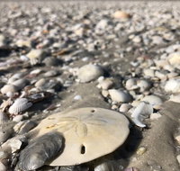 10000 Islands Ultimate Shelling Kayak Adventure Tour Naples Kayak Adventures - Accommodation Chicago