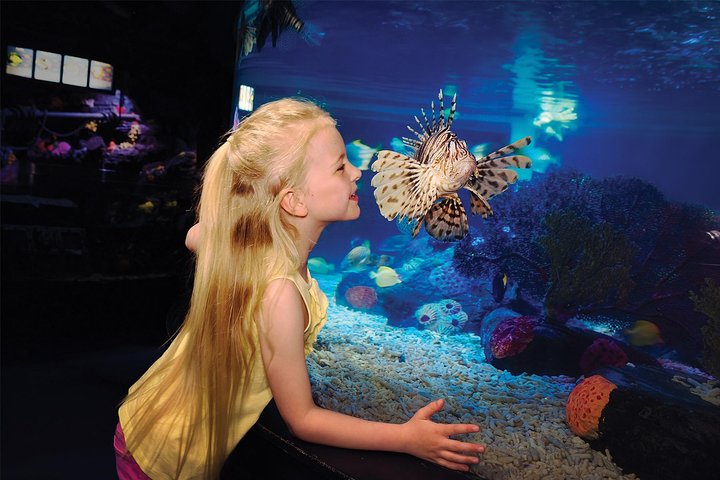 SEA LIFE Aquarium Arizona Admission Ticket - thumb 2