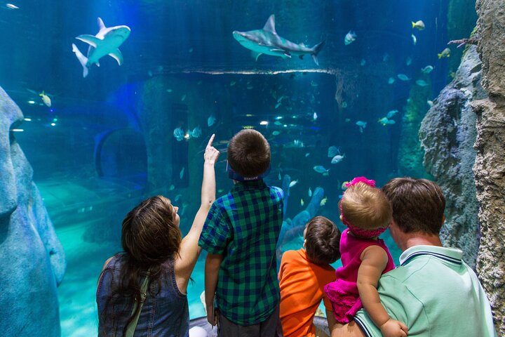 SEA LIFE Aquarium Arizona Admission Ticket - thumb 4