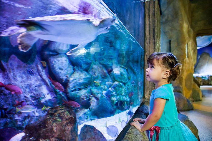 SEA LIFE Aquarium Arizona Admission Ticket - thumb 5